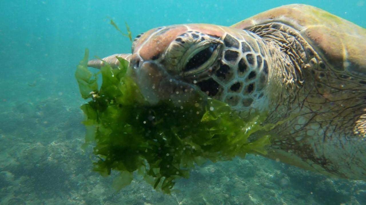 Turtle Beach House Batigama Luaran gambar