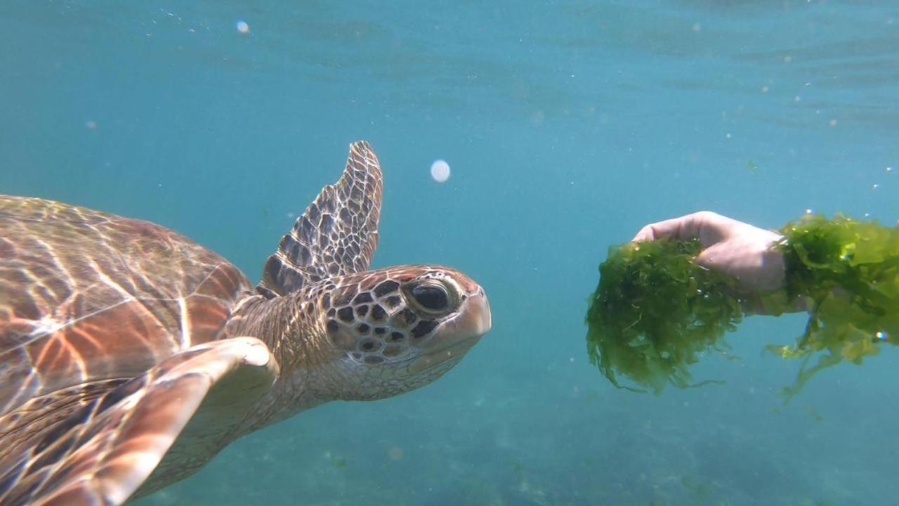 Turtle Beach House Batigama Luaran gambar